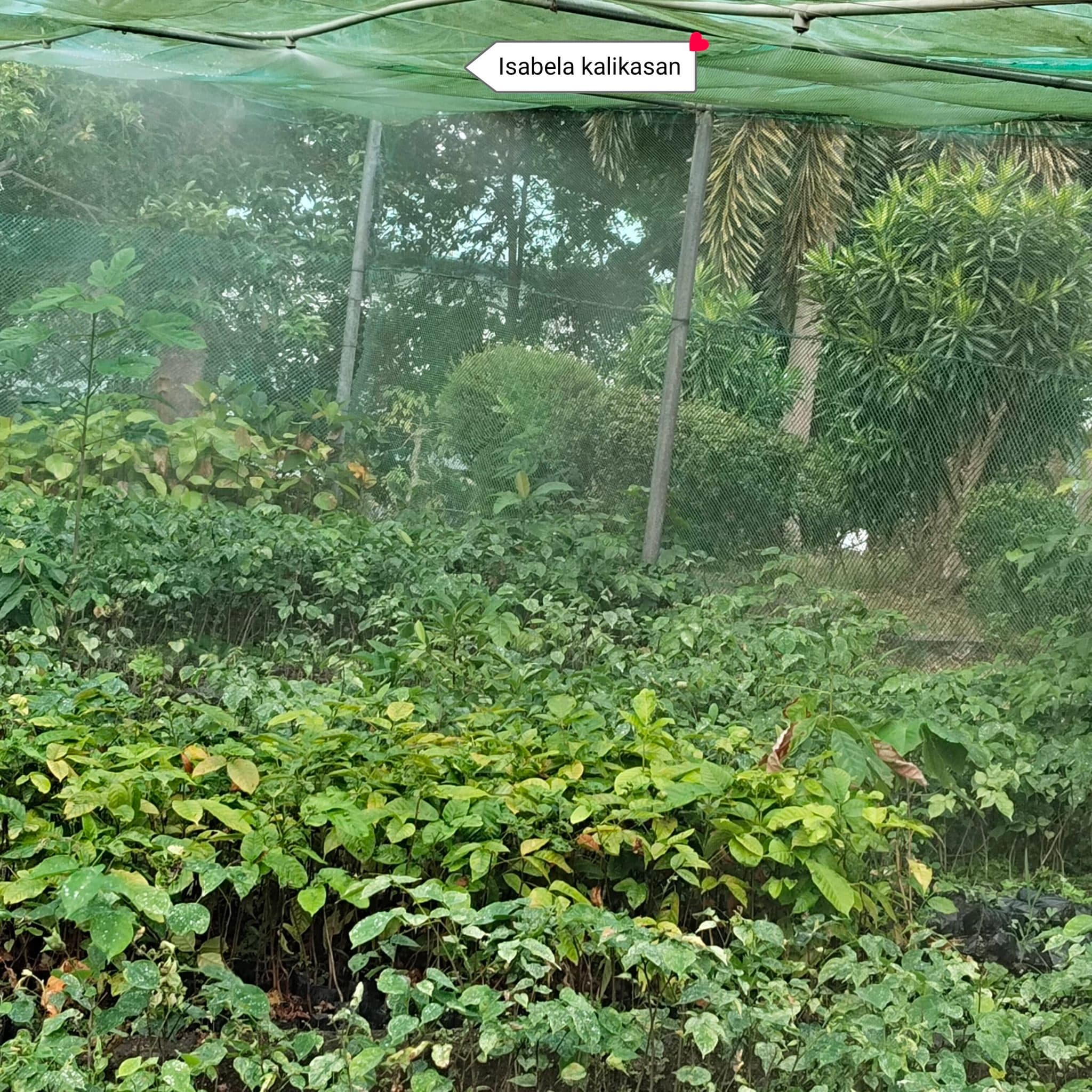 PENRO Isabela Used a Rainwater-Fed Misting Innovation to Stop Dry Season Seedling Loss Before It Starts