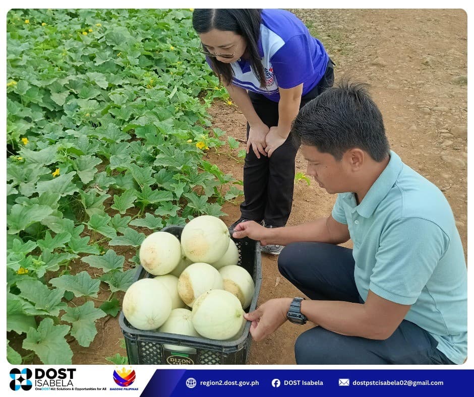 Pineapple Leaves as Packaging: DOST Is Testing a Local Solution for Isabela's Honeydew Melon Industry